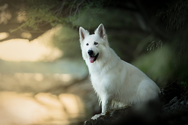 White German Shepherd — Serene