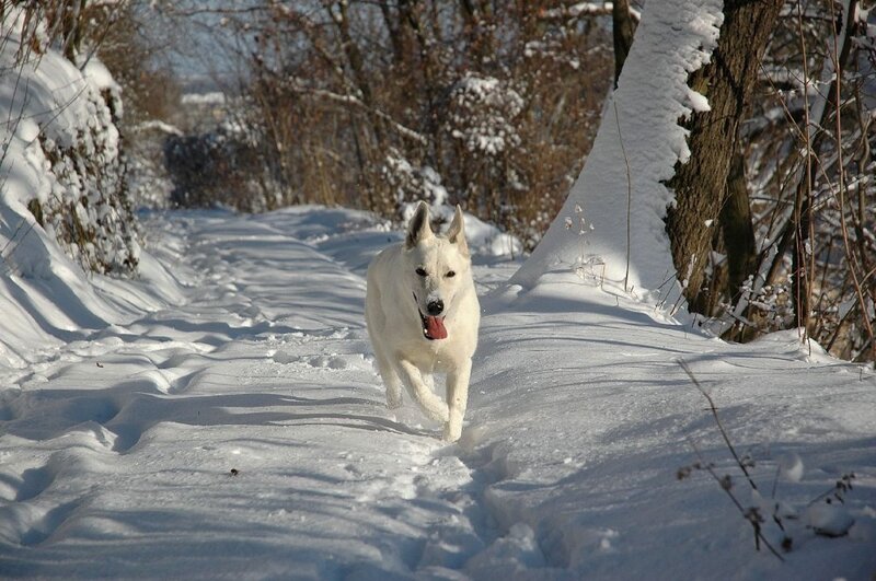 White German Shepherd