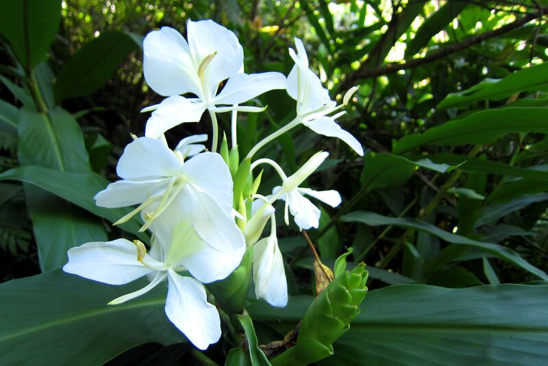 White Ginger Lily Flowers — Serene, Afternoon