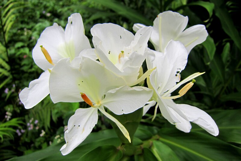 White Ginger Lily Flowers — Serene