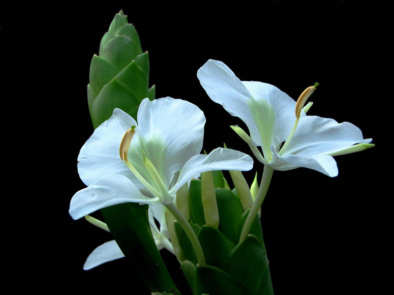 White ginger lily flowers