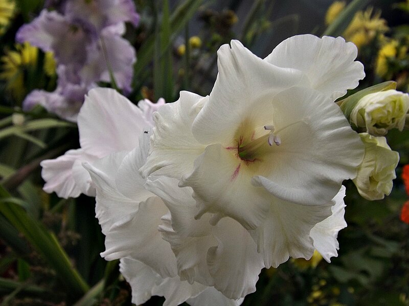 White Gladiolus Flower — Calm, Photograph, Purple Flowers