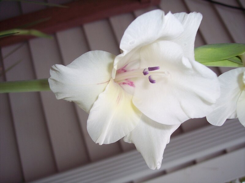 White Gladiolus Flower — Calm, Photograph