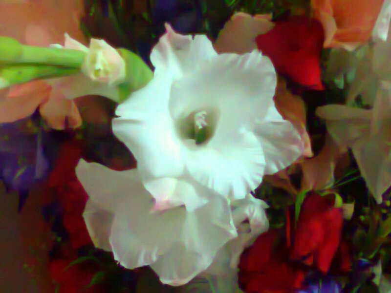 White Gladiolus Flower — Calm