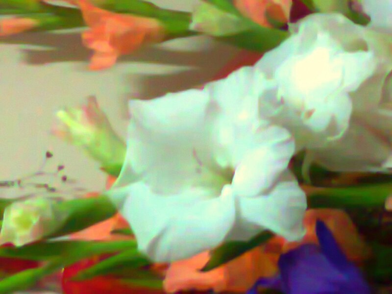 White Gladiolus Flower