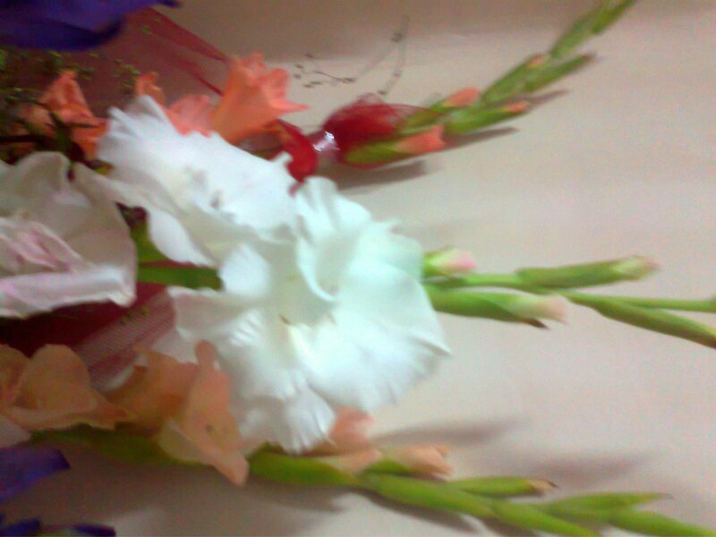White Gladiolus Flowers — Calm, Photograph, Bouquet