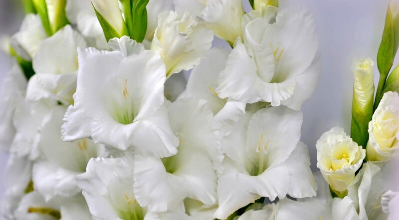 White Gladiolus Flowers — Calm, Photograph, Green Stems