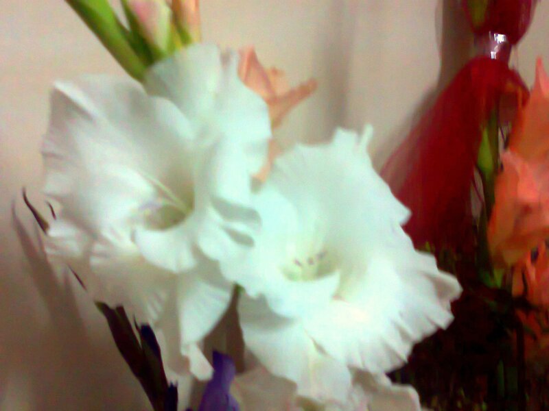 White Gladiolus Flowers — Calm, Photograph, Red Flower