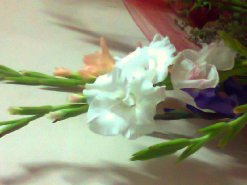 White Gladiolus Flowers — Calm, Photograph