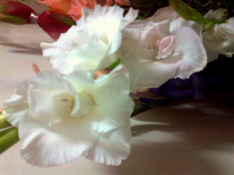 White Gladiolus Flowers — Calm