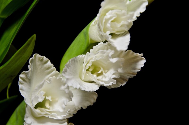 White Gladiolus Flowers — Dramatic