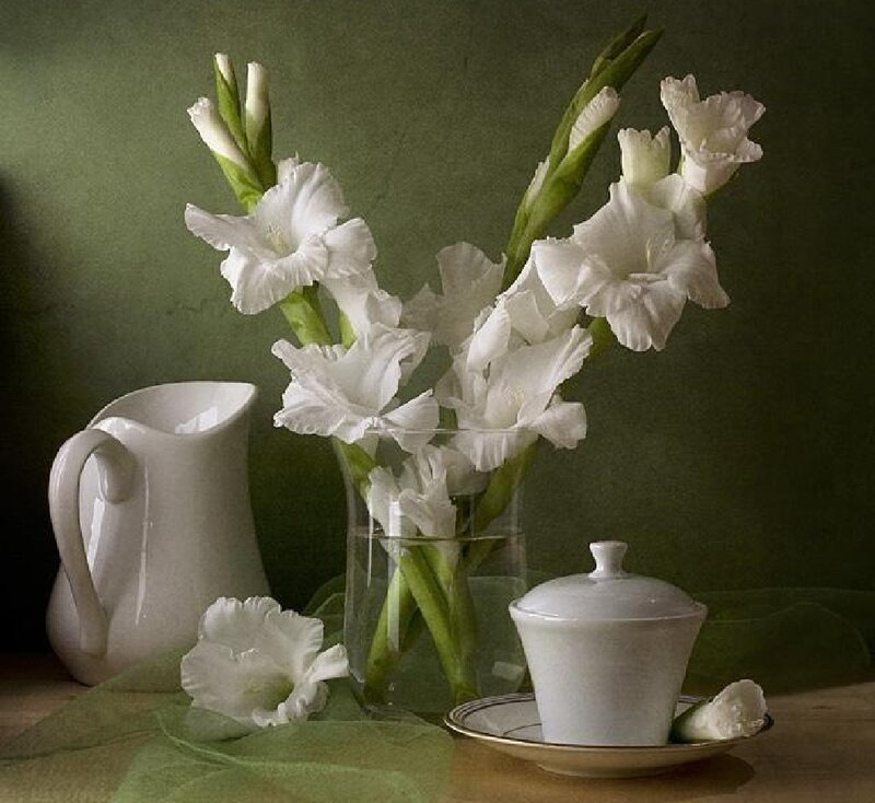 White Gladiolus Flowers — Green, Serene, Photograph