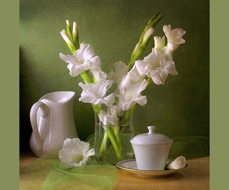 White Gladiolus Flowers — Green