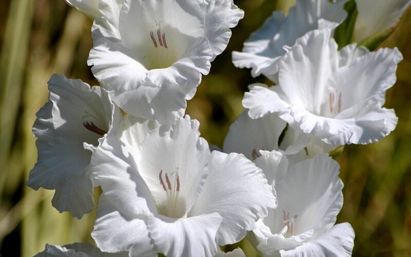 White Gladiolus Flowers — Serene, Afternoon, Photograph, Petals