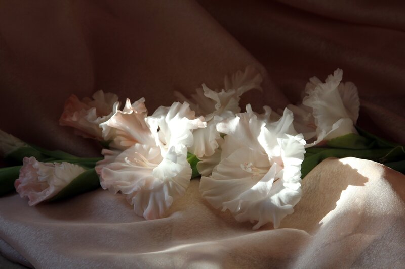 White Gladiolus Flowers — Serene, Afternoon