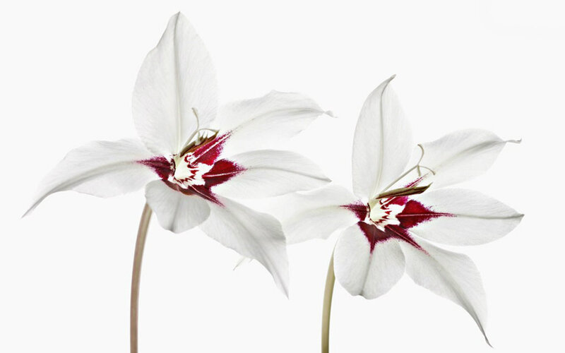 White Gladiolus Flowers — Serene, Photograph, Stems