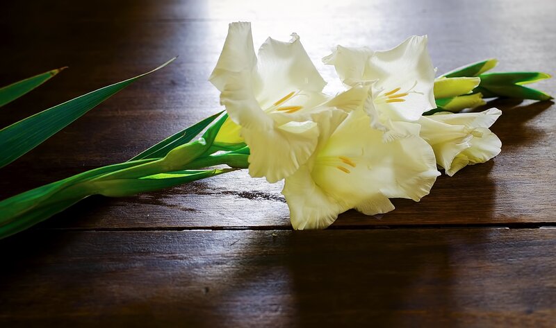 White Gladiolus Flowers — Serene, Photograph