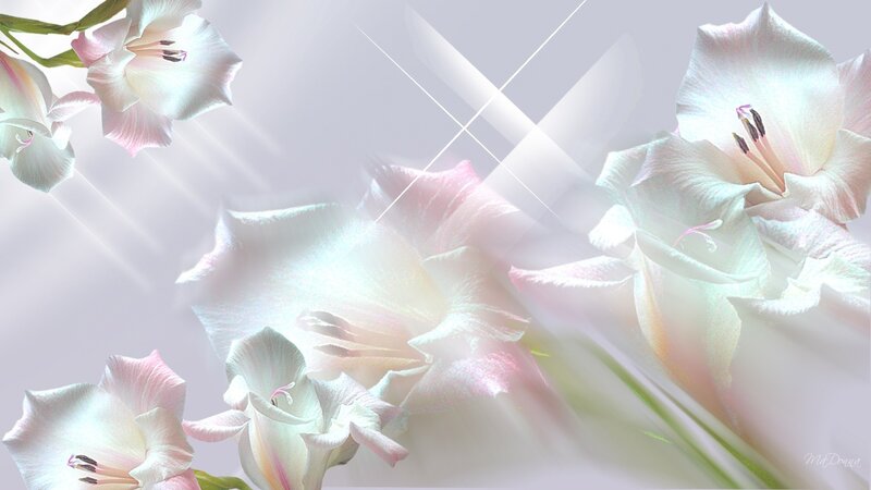 White Gladiolus Flowers — Serene