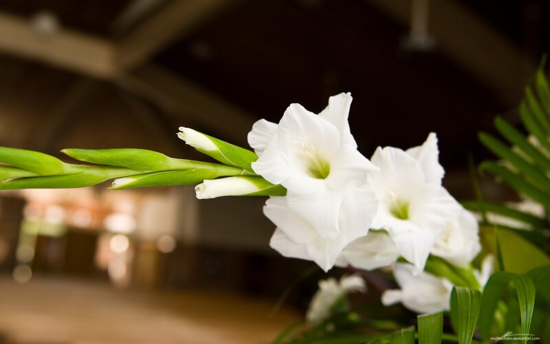 White gladiolus flowers