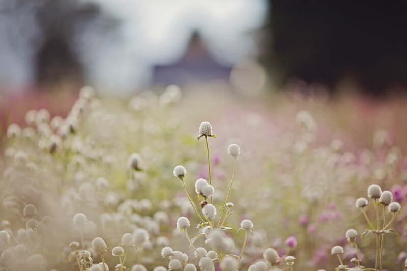 White Globe Amaranth Flowers — Serene