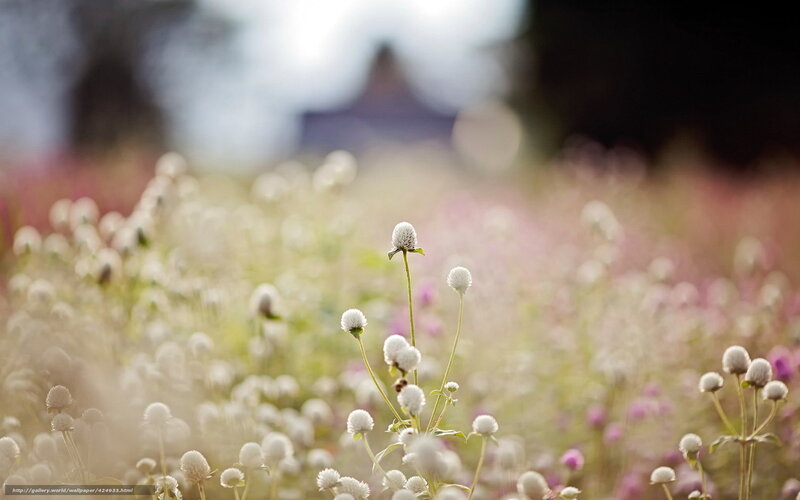 White Globe Amaranth Flowers