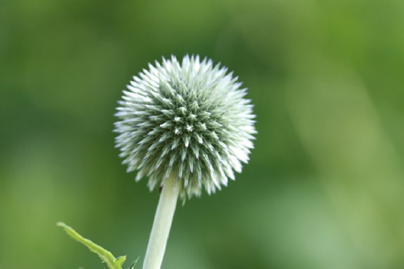 White Globe Thistle Flower