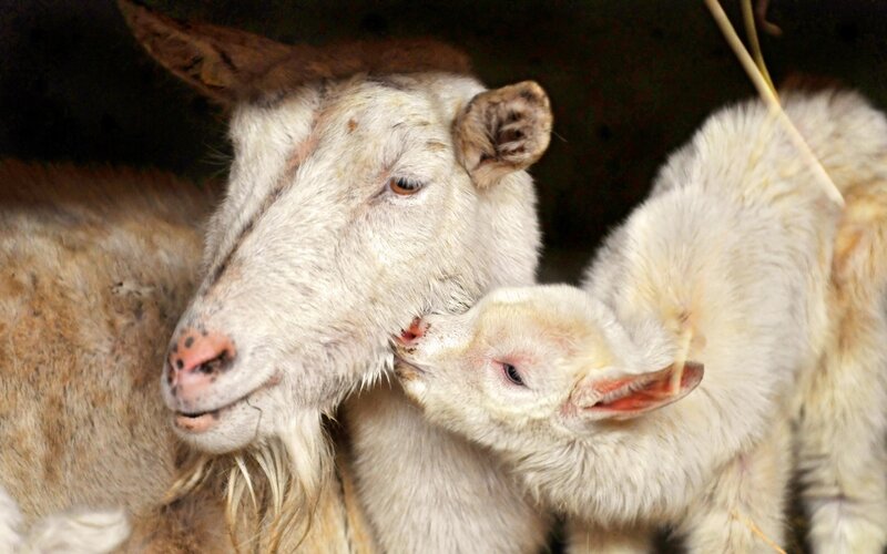 White Goat and Lamb