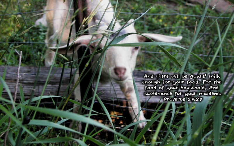 White Goat Behind Fence