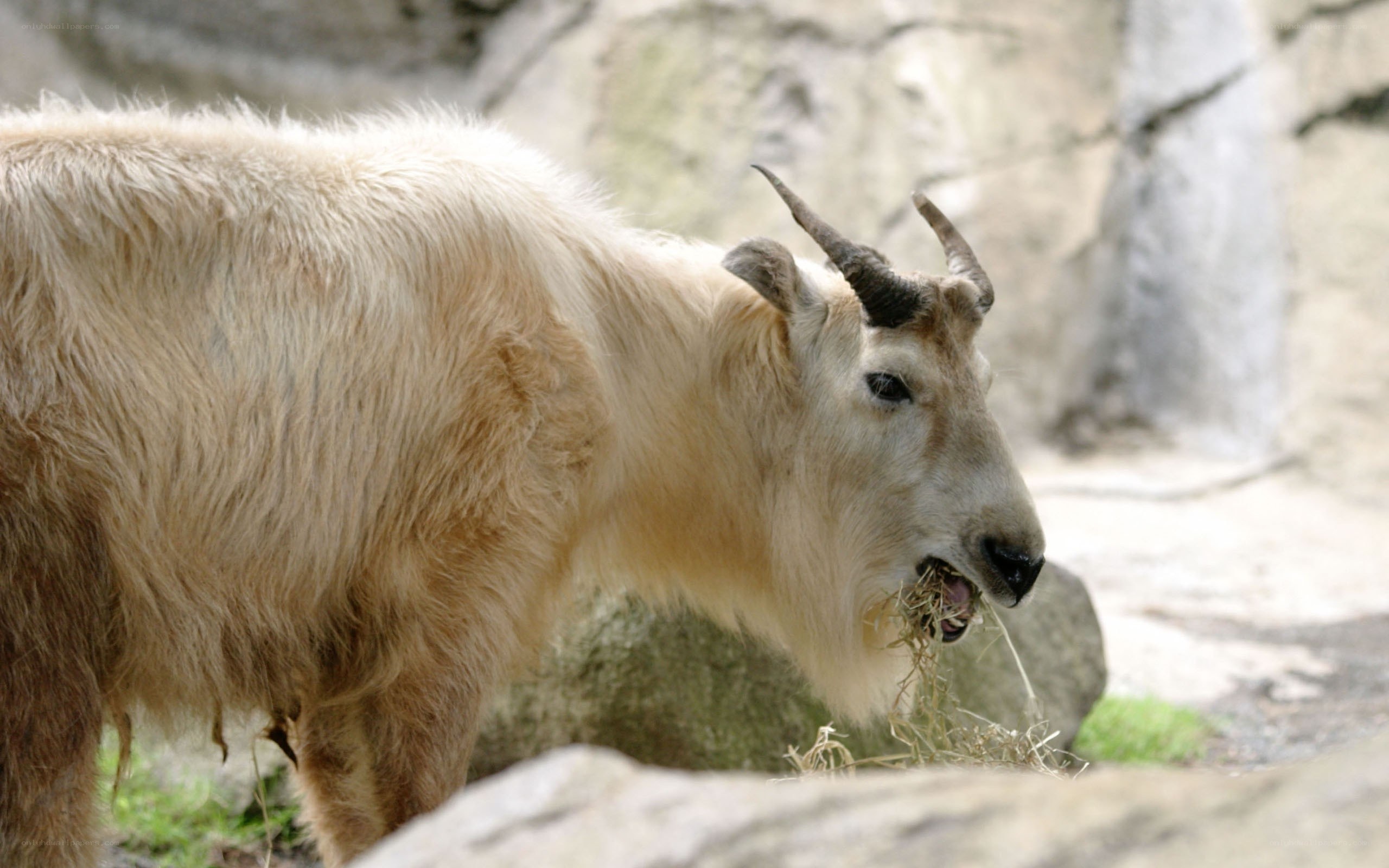 white goat eating hay