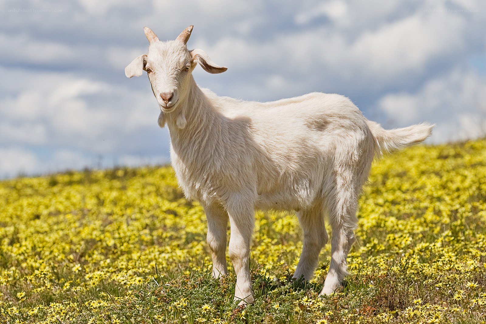 White goat in a flower field