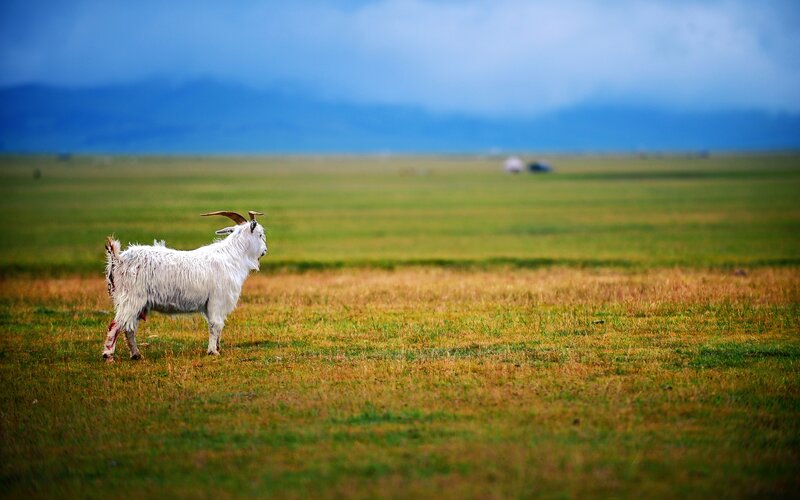 White Goat in Field — Green