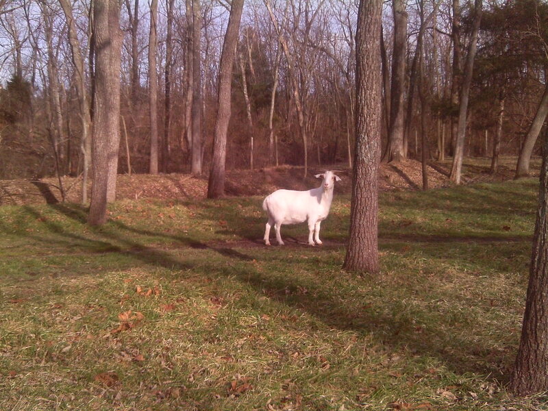 White Goat in Forest