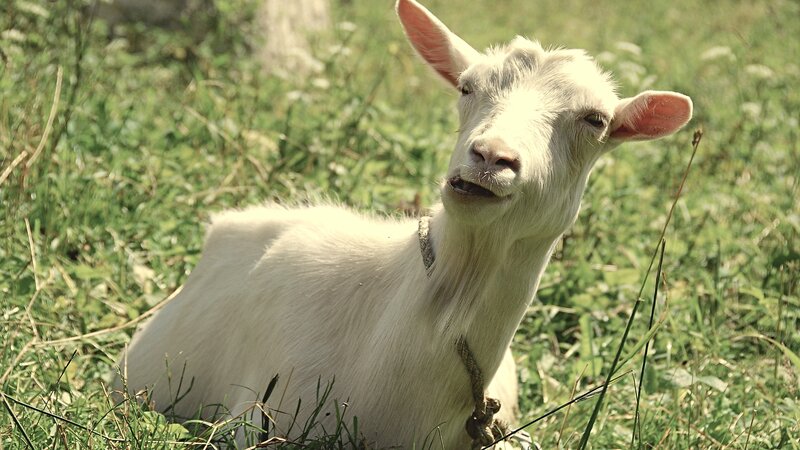 White Goat in Grass
