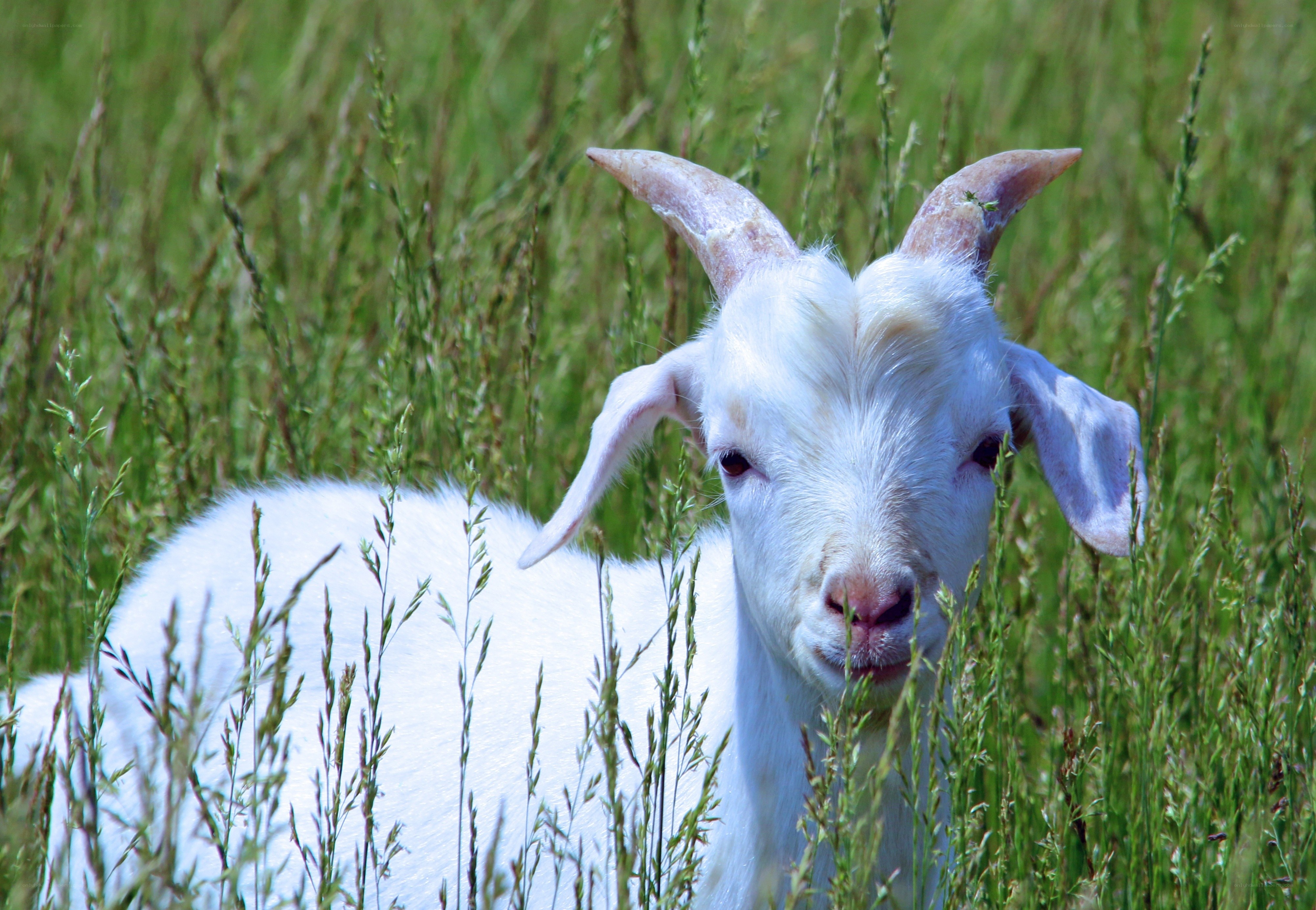 White goat in tall grass
