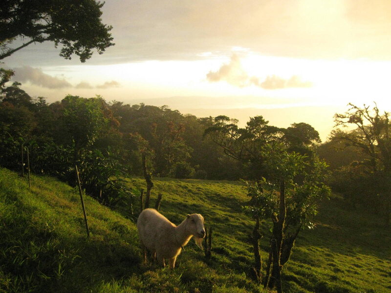White Goat on Hillside