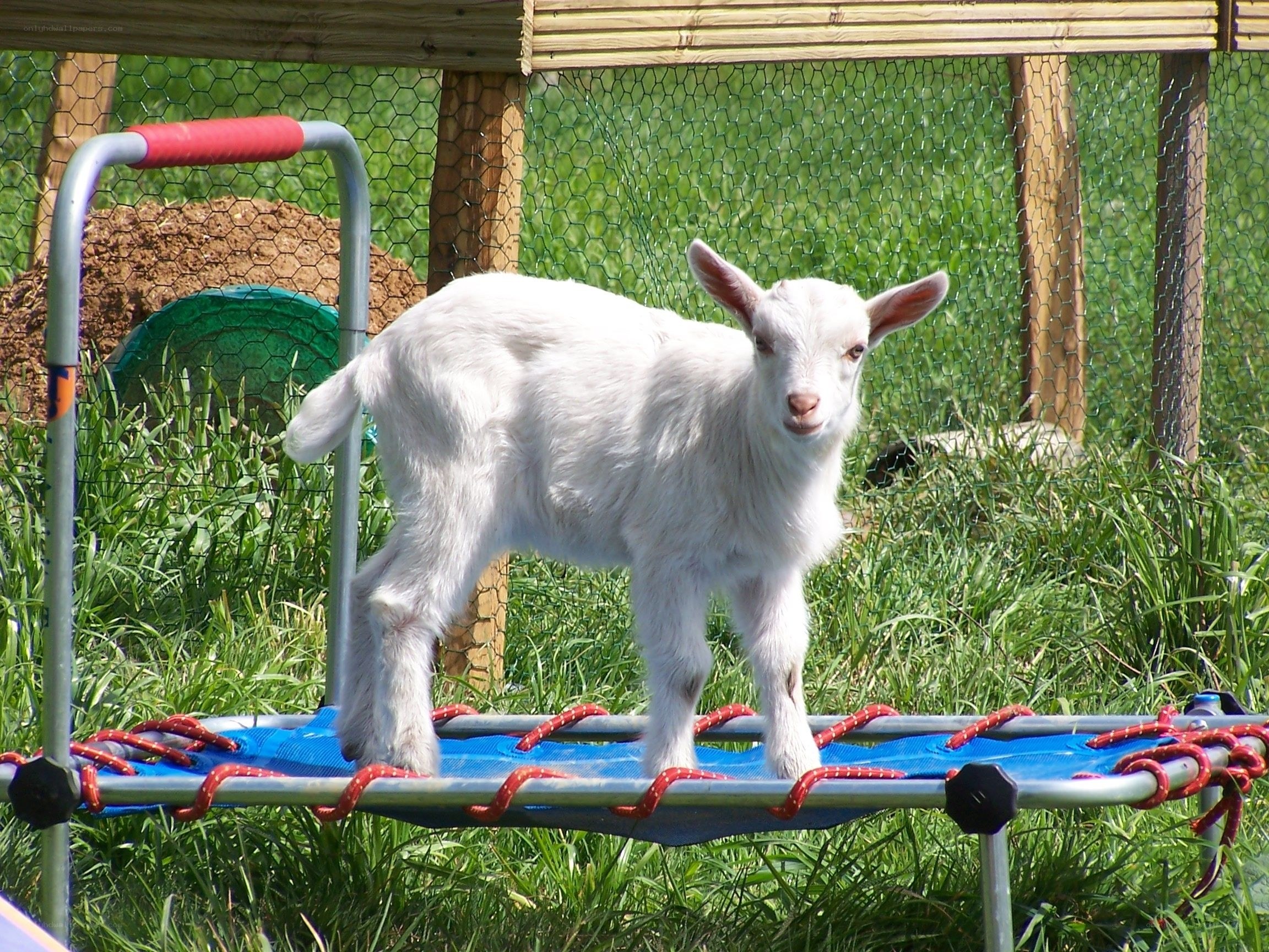 white goat on trampoline