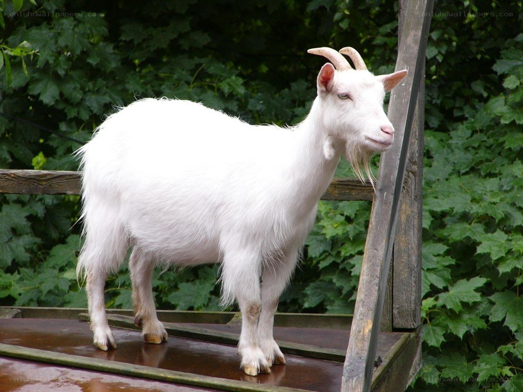 white goat on wooden platform