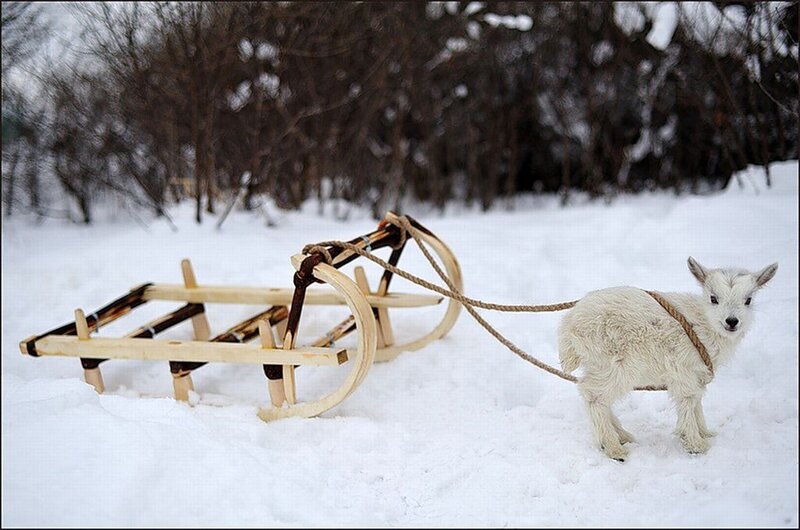 White Goat Pulling Sled