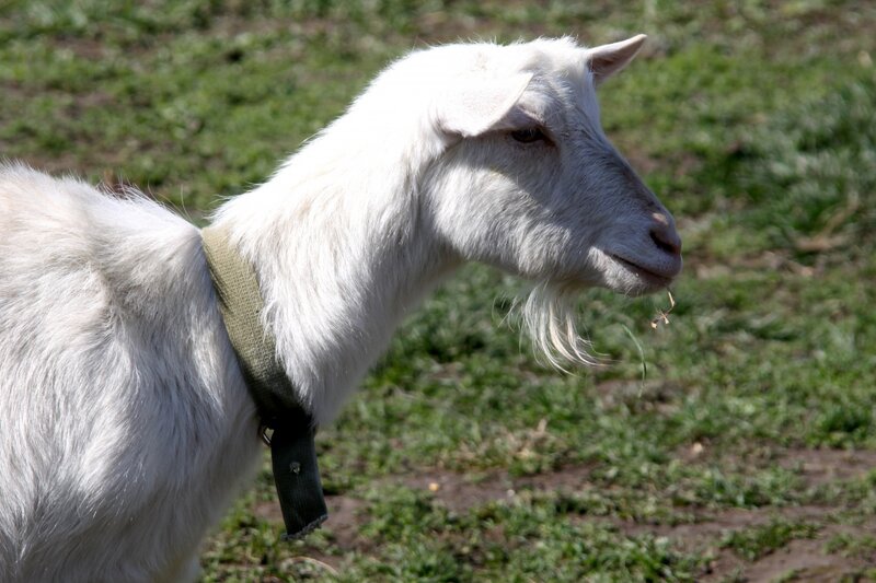 White Goat with Collar
