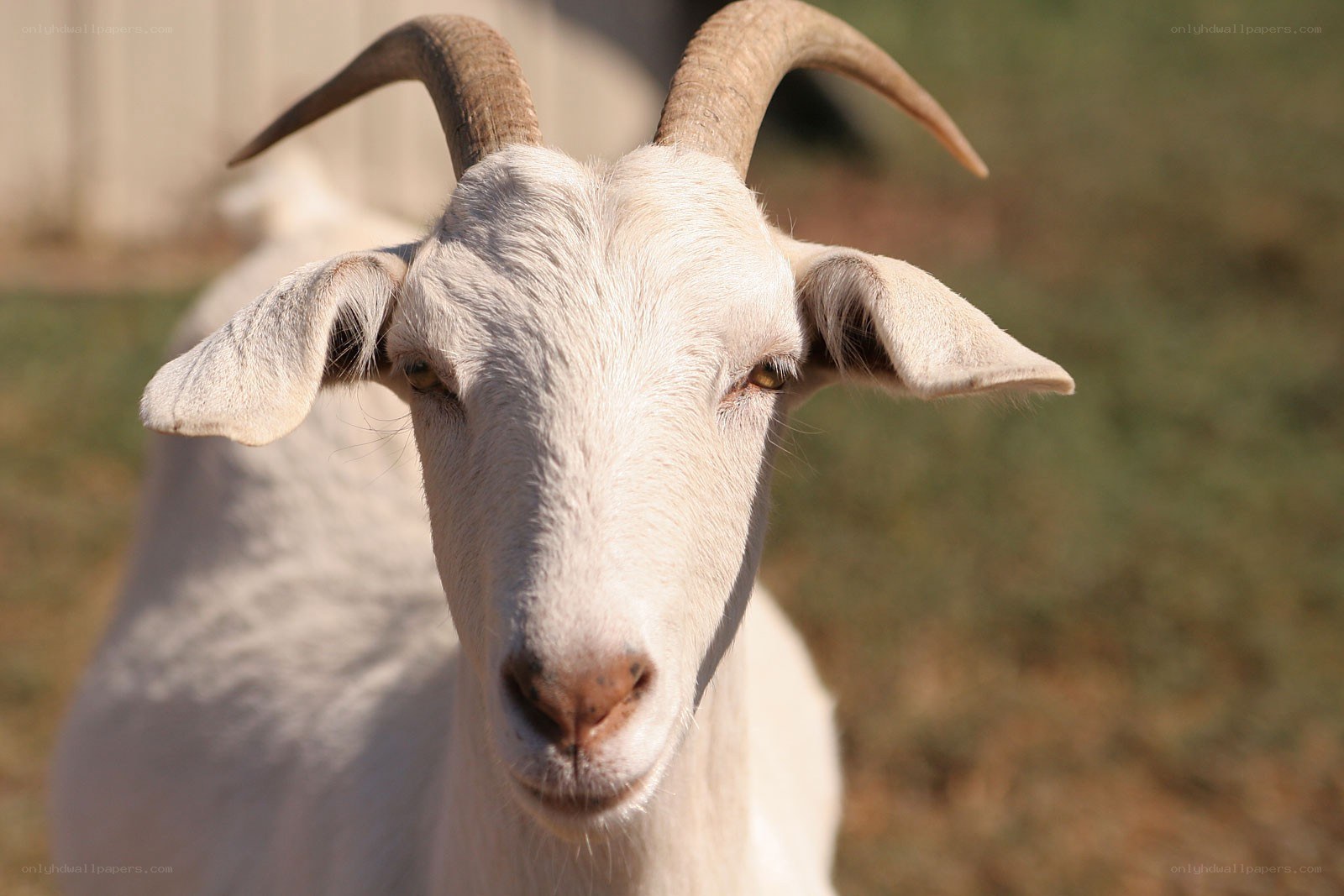white goat with curved horns