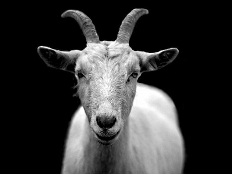 White Goat with Horns — Black