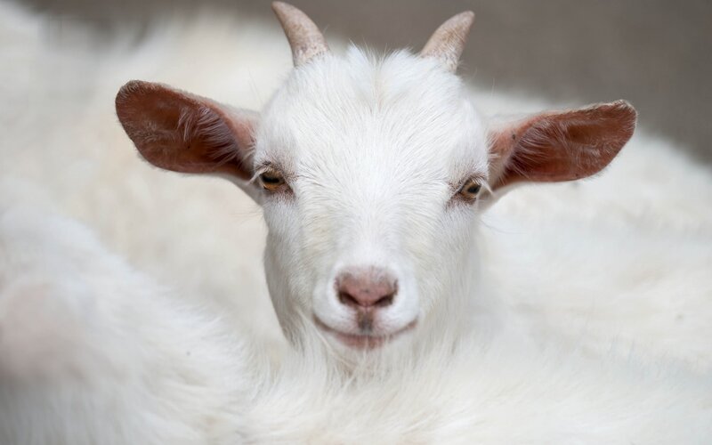 White Goat with Horns — Calm, Photograph