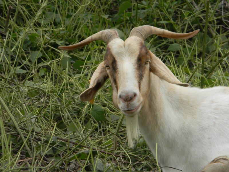 White Goat with Horns — Calm