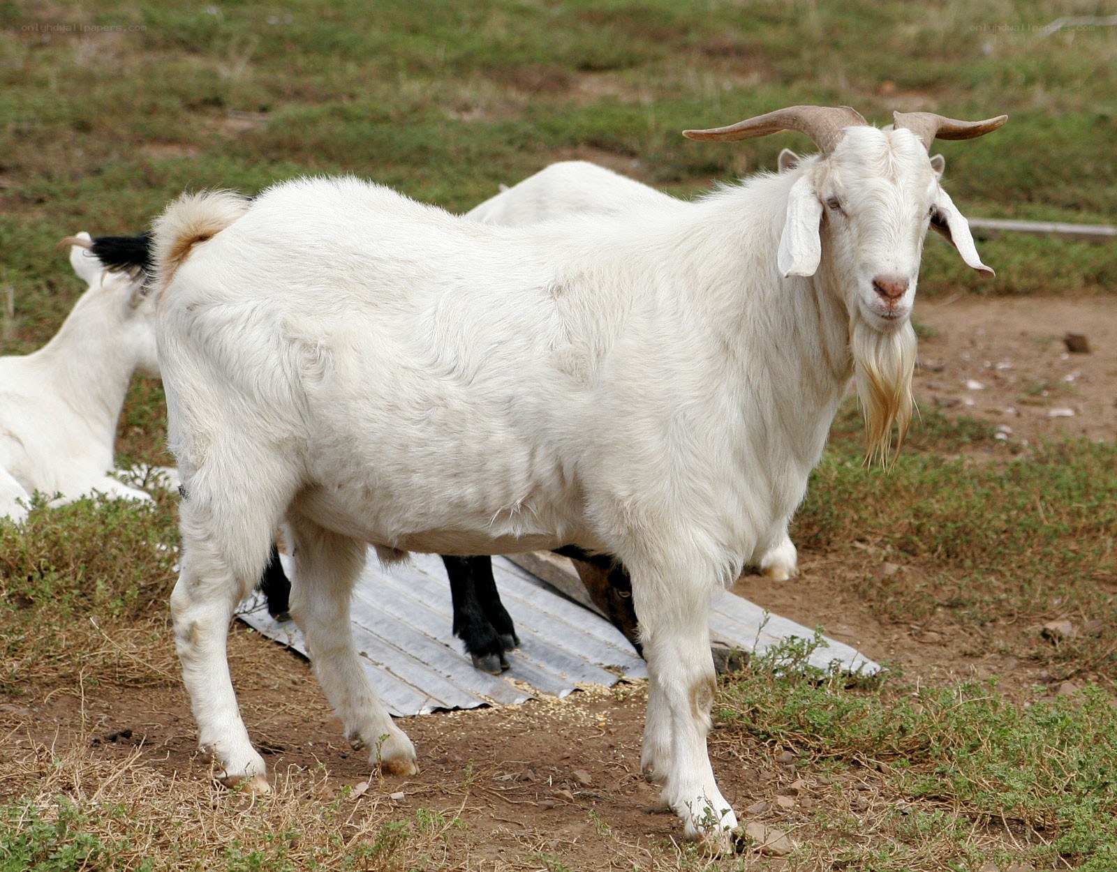White goat with horns standing