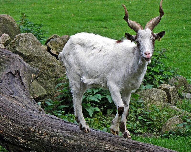 White Goat with Horns