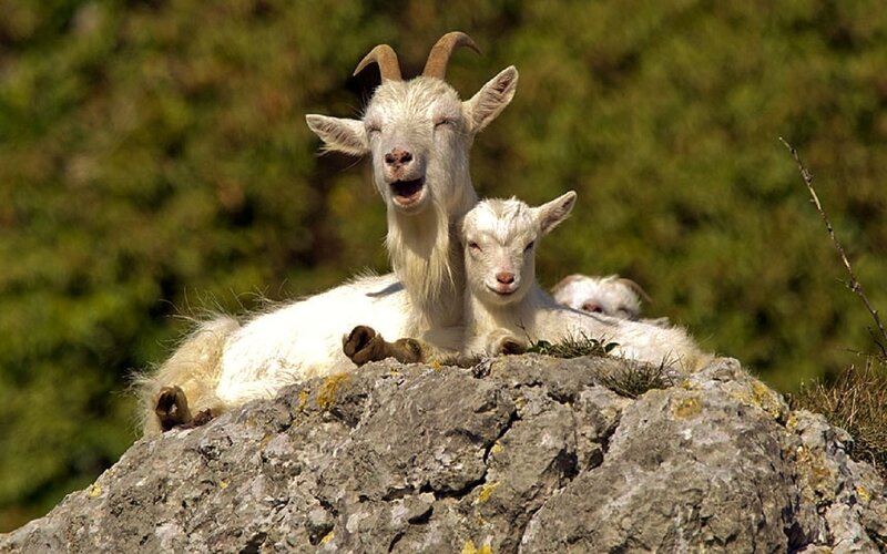 White Goat with Kids