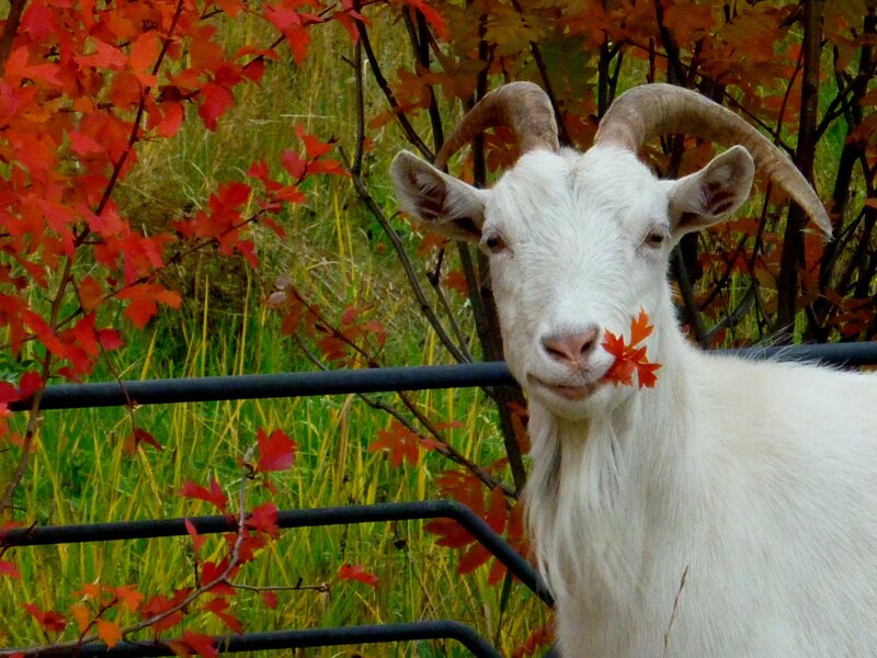 White Goat with Leaves