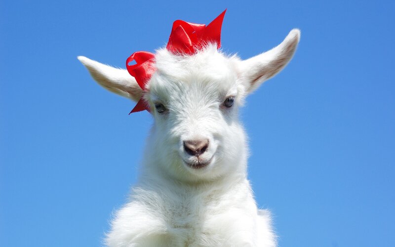 White Goat with Red Bow