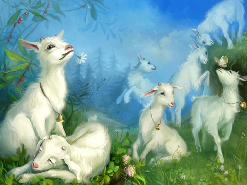 White Goats in Meadow