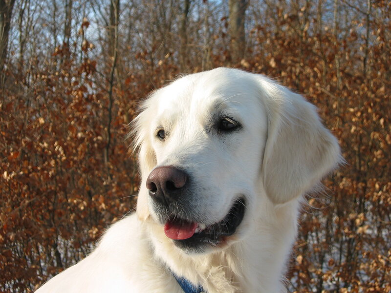 White Golden Retriever — Calm